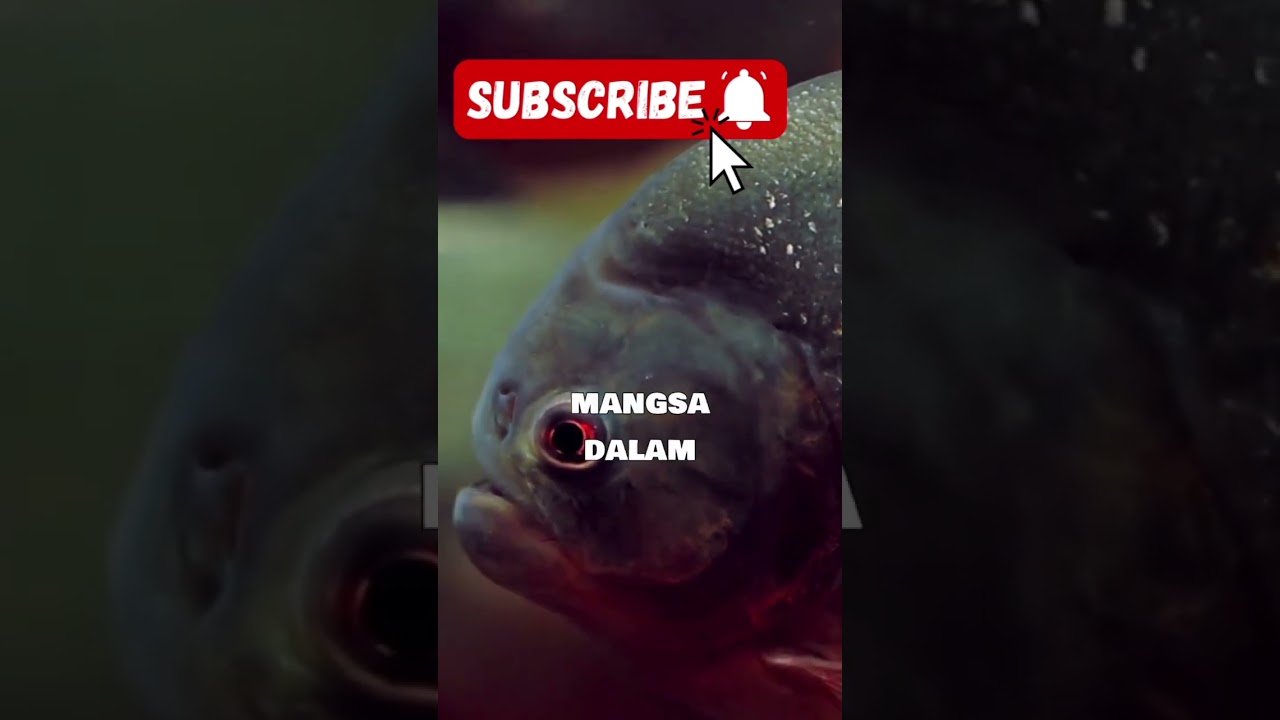 kengerian amazon dan makhluk di dalam nya