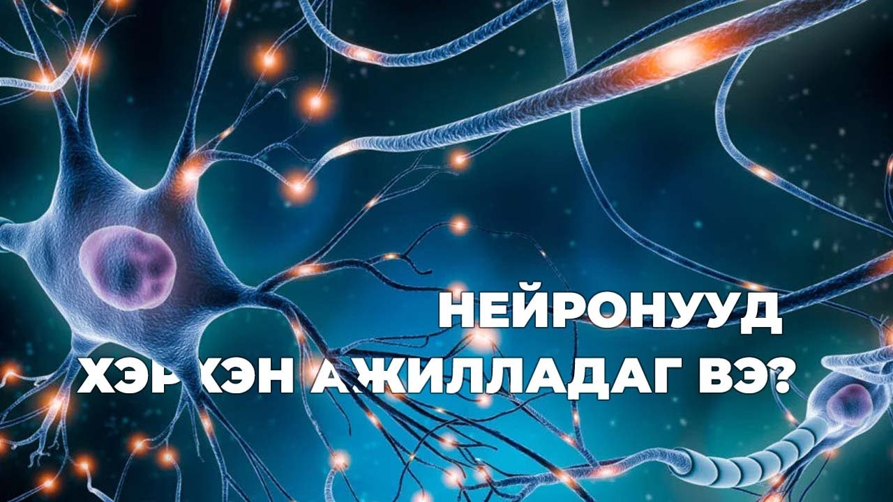 Бид нүдээрээ биш тархиараа хардаг 🧠