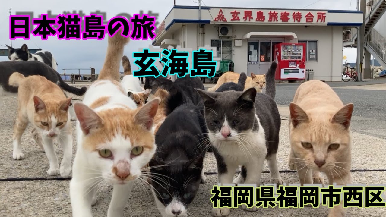 【日本猫島の旅】　福岡県福岡市「玄海島」