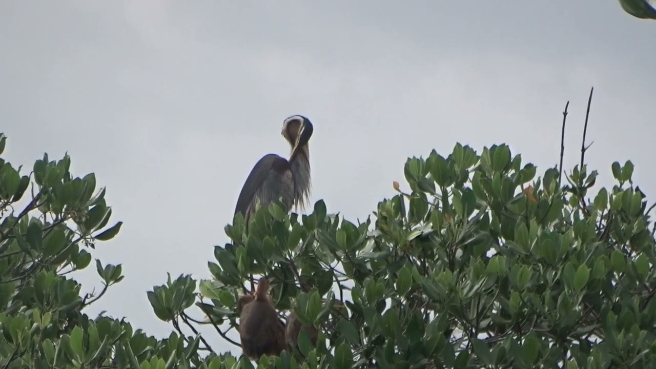 2026 Asian Waterbird Census Routine (Rutinitas Sensus Burung Air Asia 2026)