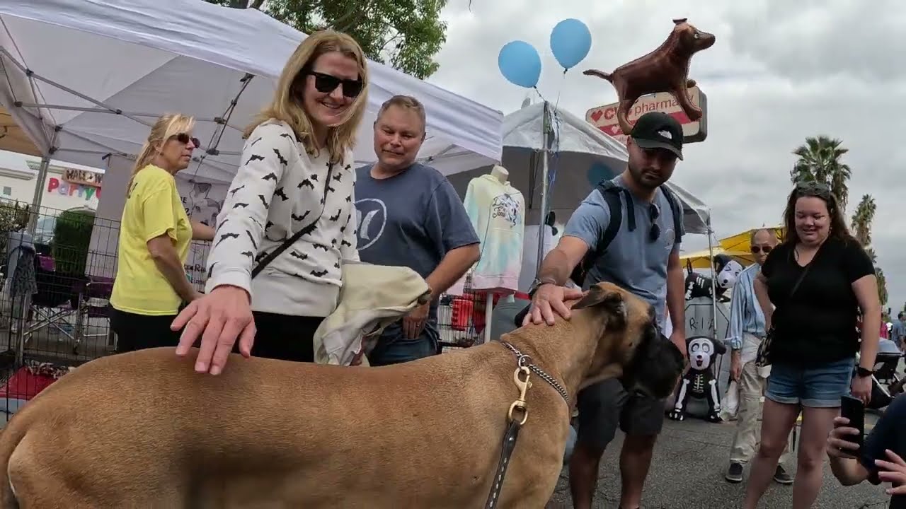 Cash 2.0 Great Dane at the Sherman Oaks street fair 2022 (2 of 11)