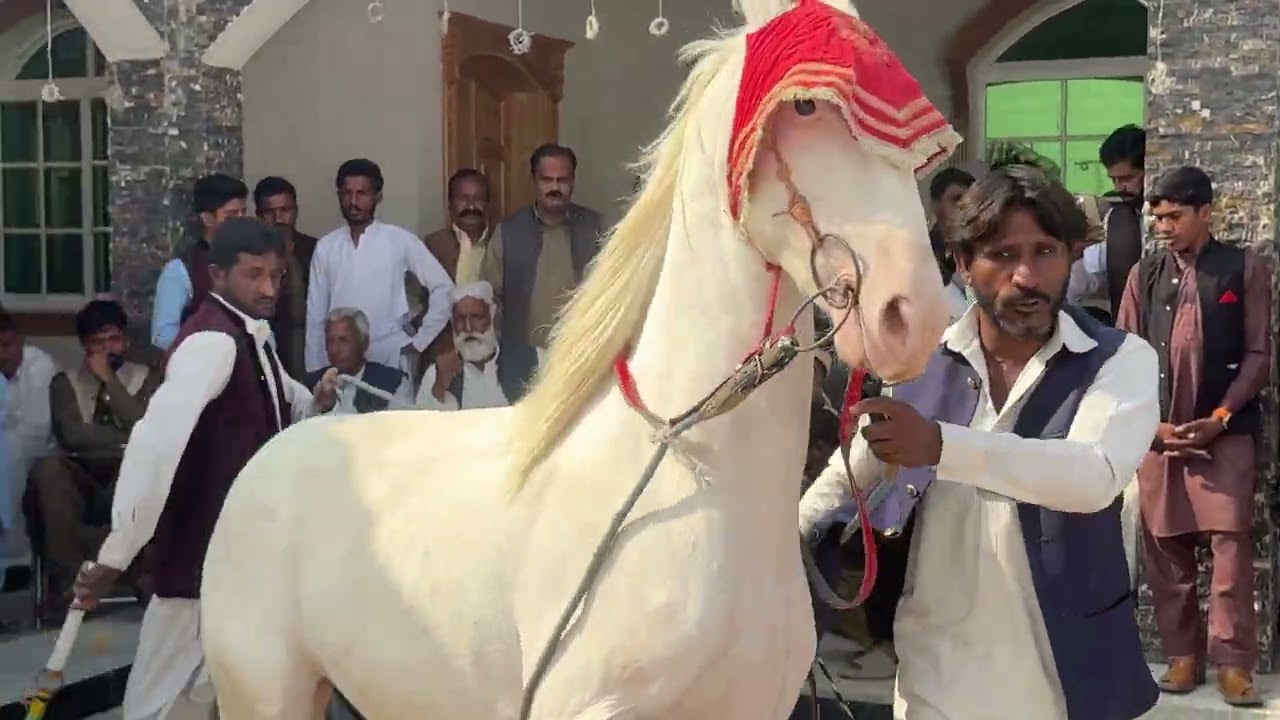 Horse Dance Part-2#trending #malikfaisal @mashaallahbirdsfarm5544 @ImranKhanOfficialChannel ​