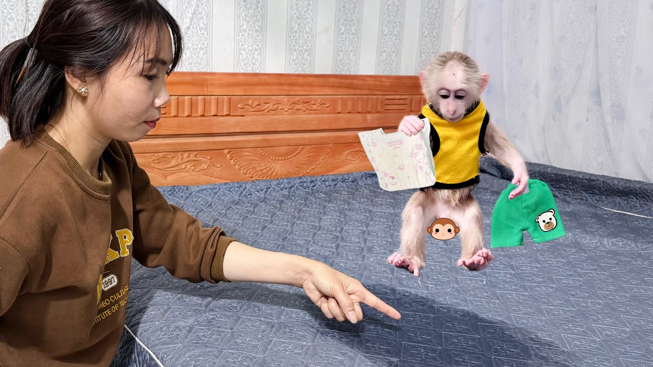 Baby monkey causes small incident on the bed, Mom helpless!🤣