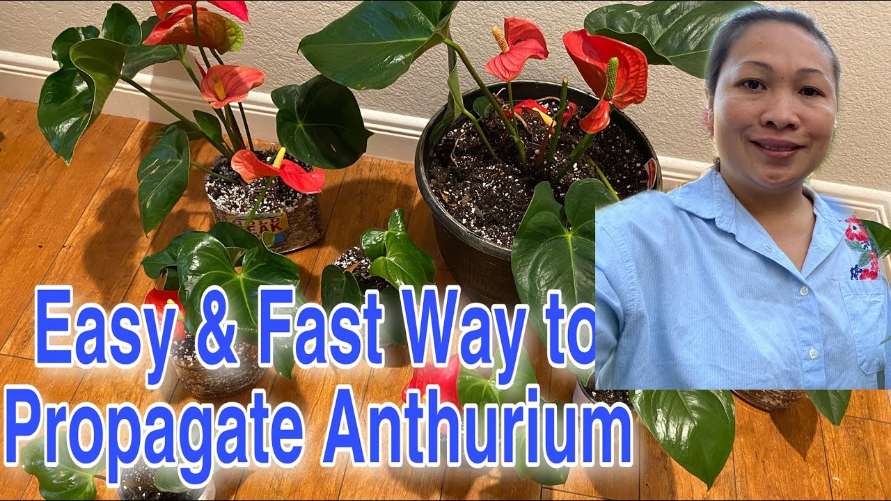 Easy and Fast Way to Propagate Anthurium