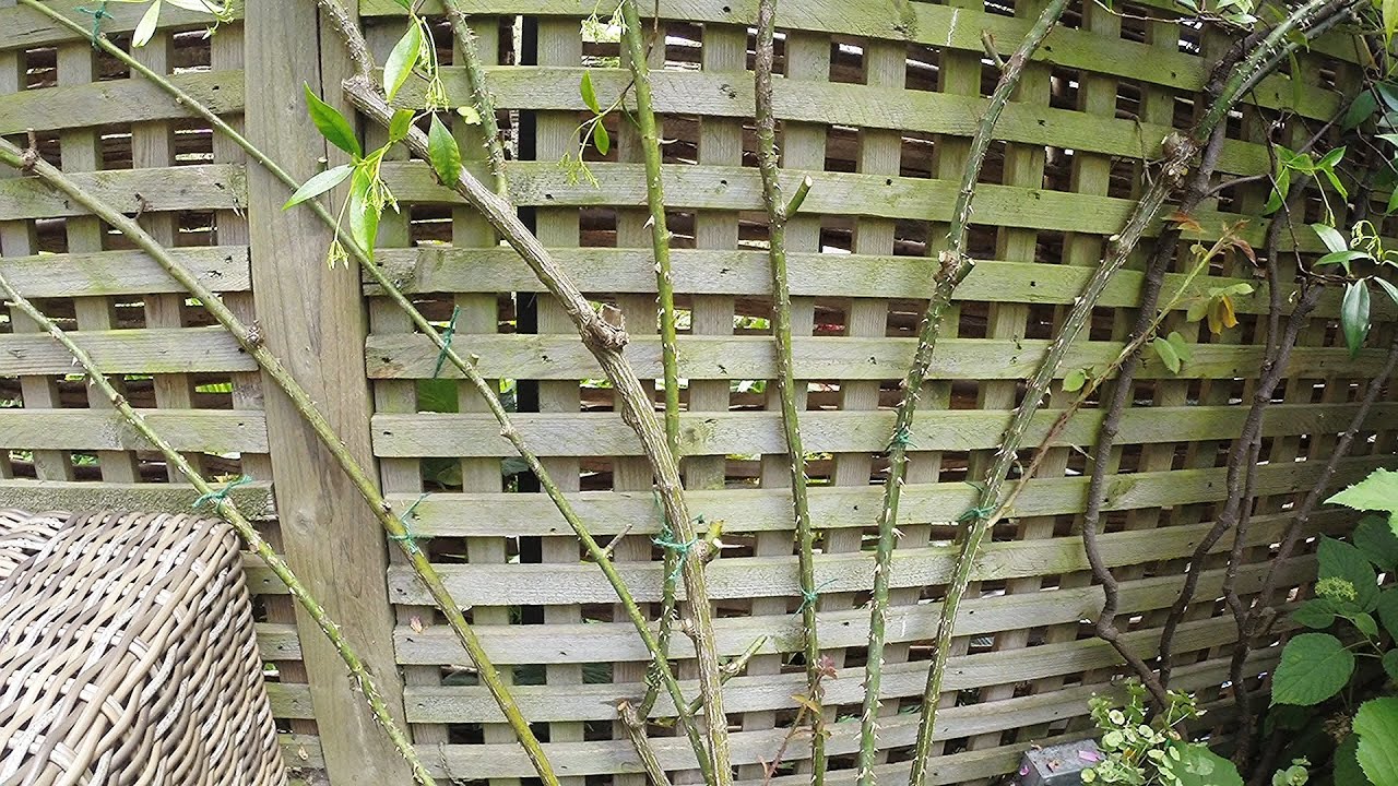 Re-tying a climbing rose to a trellis fence - part 1