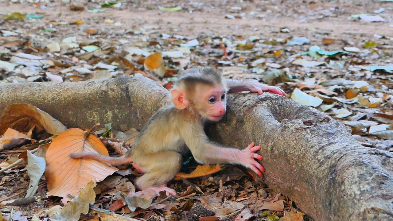 Cute little Levy sits hopelessly hugging a tree because he can't climb it.