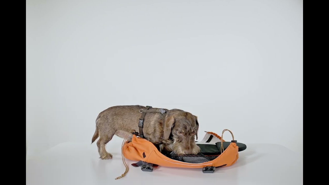 Ugo Backpack for dachshund
