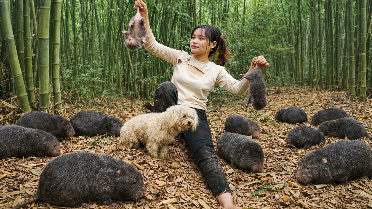 72 Hours Hunting Wild Bamboo Rats - Harvesting a Huge Snake Nest in the Forest! | Ly Tieu Lam