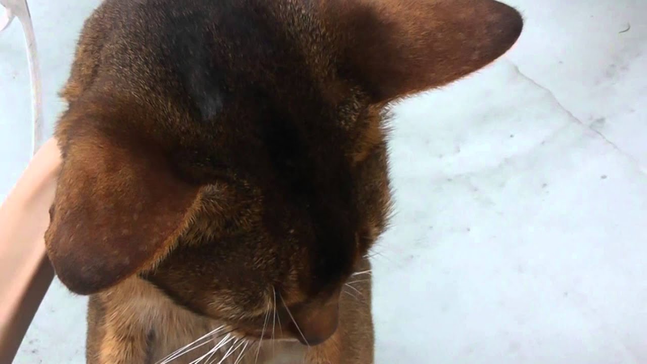My lovely abyssinian cat