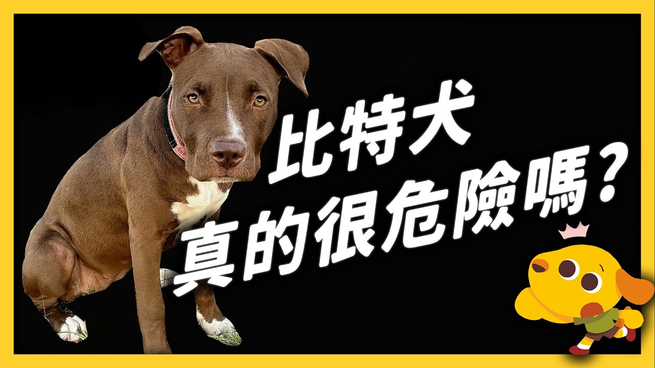 比特犬其實很溫柔，只是大家都誤會了？全面禁養政策，有什麼爭議？｜志祺七七