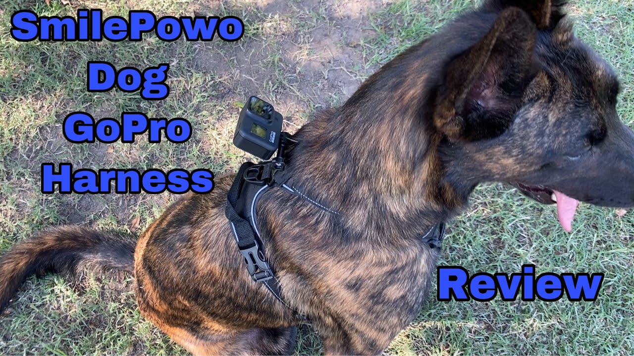 SmilePowo GoPro Dog Harness Review