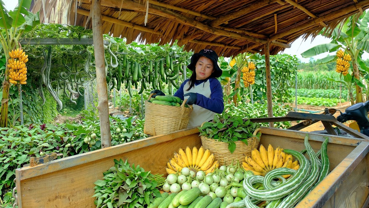 Harvest A Cart Of Snake Gourd, Cucumbers, Amaranth Greens, Green Eggplants, Bananas To Sell And Cook