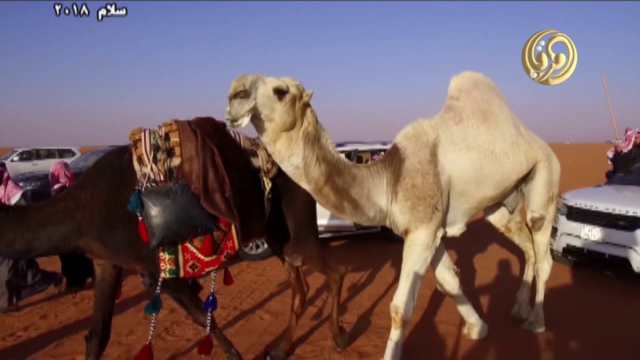 مسيرة الفحل سلام  لصاحب السمو الأمير محمد بن خالد بن فيصل ال سعود
