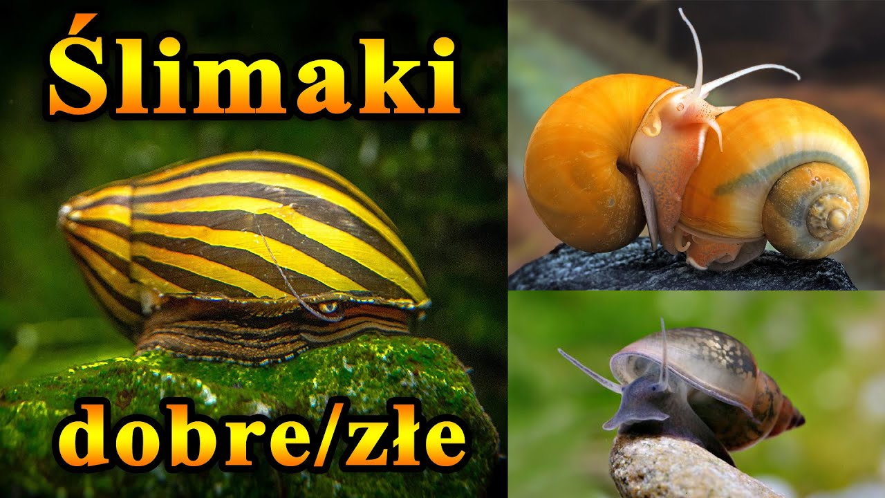 ŚLIMAKI Dobre i Złe w Akwarium 🐌 jak zwalczać?