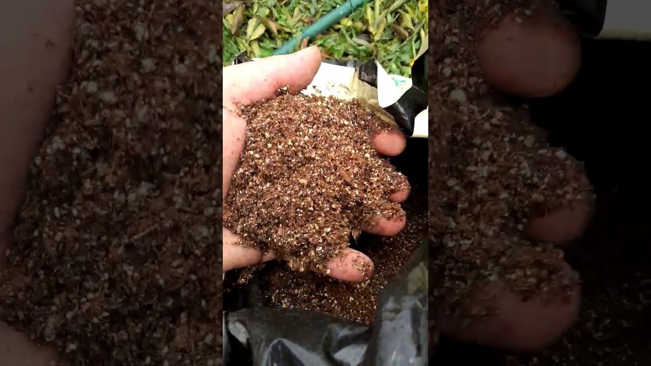 Substrato Carolina Soil (Turfa de Esfagno / Sphagnum) em S&atilde;o Leopoldo - RS (Vale do Sinos)