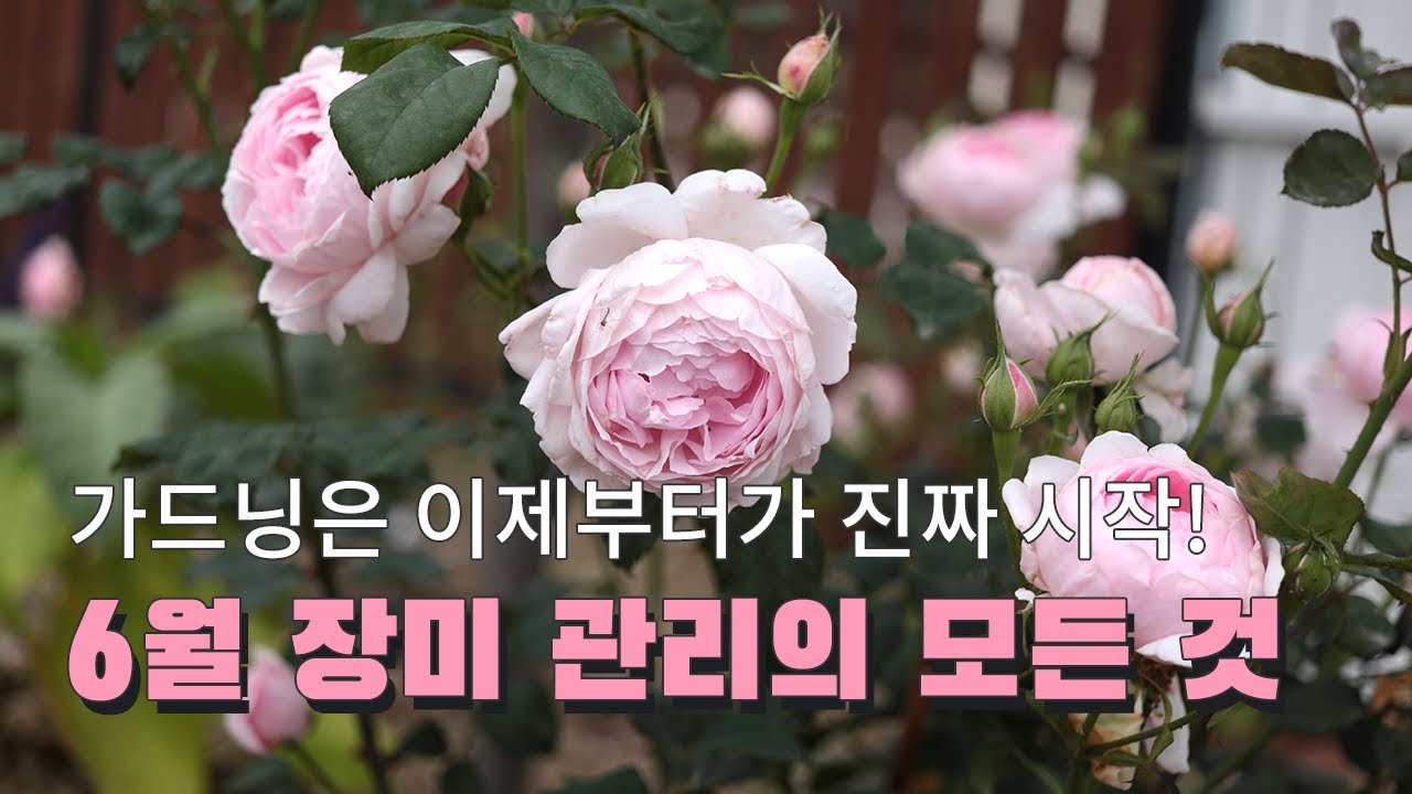 [치치의가드닝클래스] 6월 장미 정원 관리의 모든 것을 파헤져봐요!