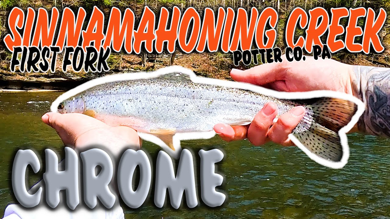 Fishing the First Fork Sinnemahoning Creek for Trout
