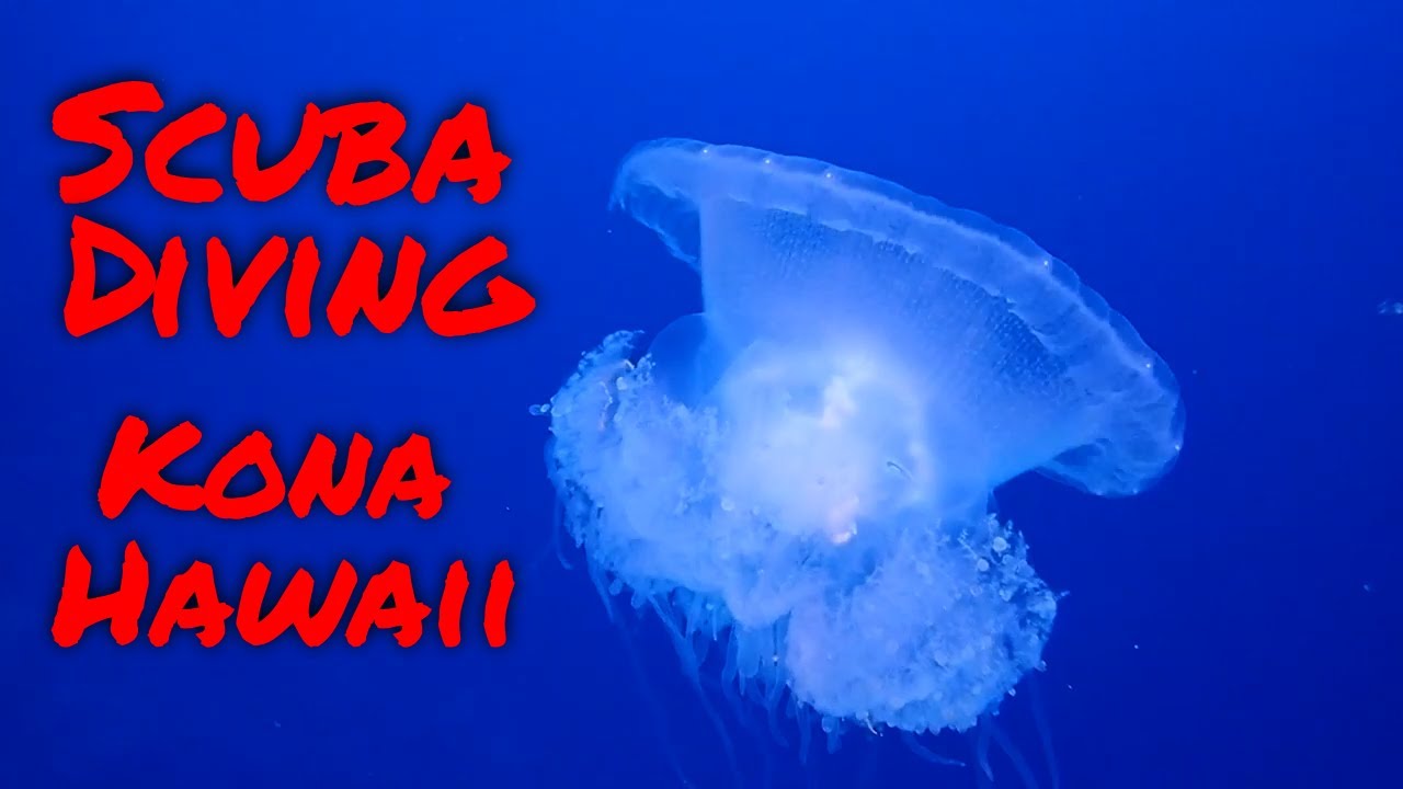 Kona Diving | Kona Honu Divers | Daily Video 8