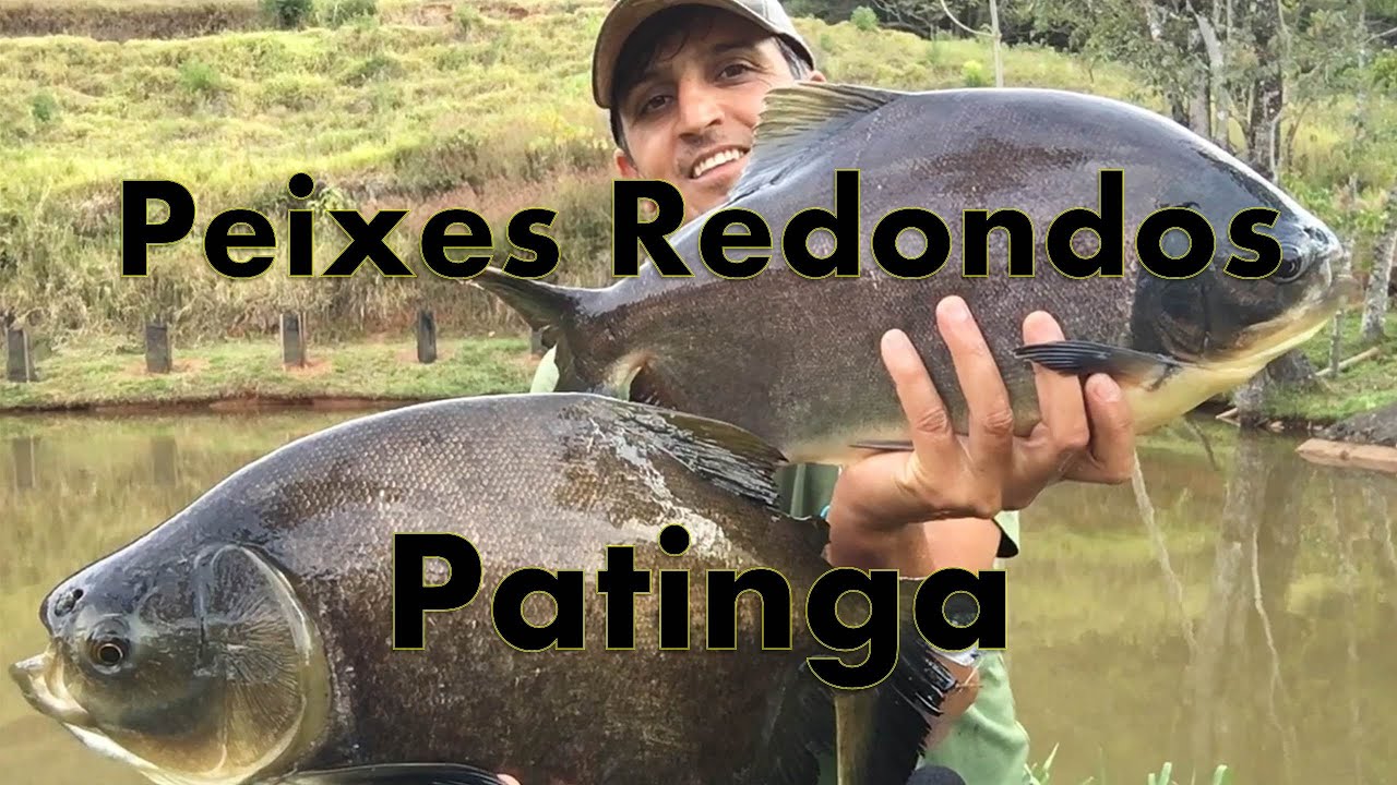 # 17 Patinga Peixes redondos parte 1