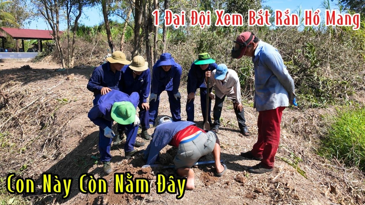 Khẩn Cấp : Giúp 1 Đại Đội Dọn Ao Hoang Bắt Con Rắn Hổ Mang Lẩn Trốn Trong Hang | Mười Thương Săn Bắt