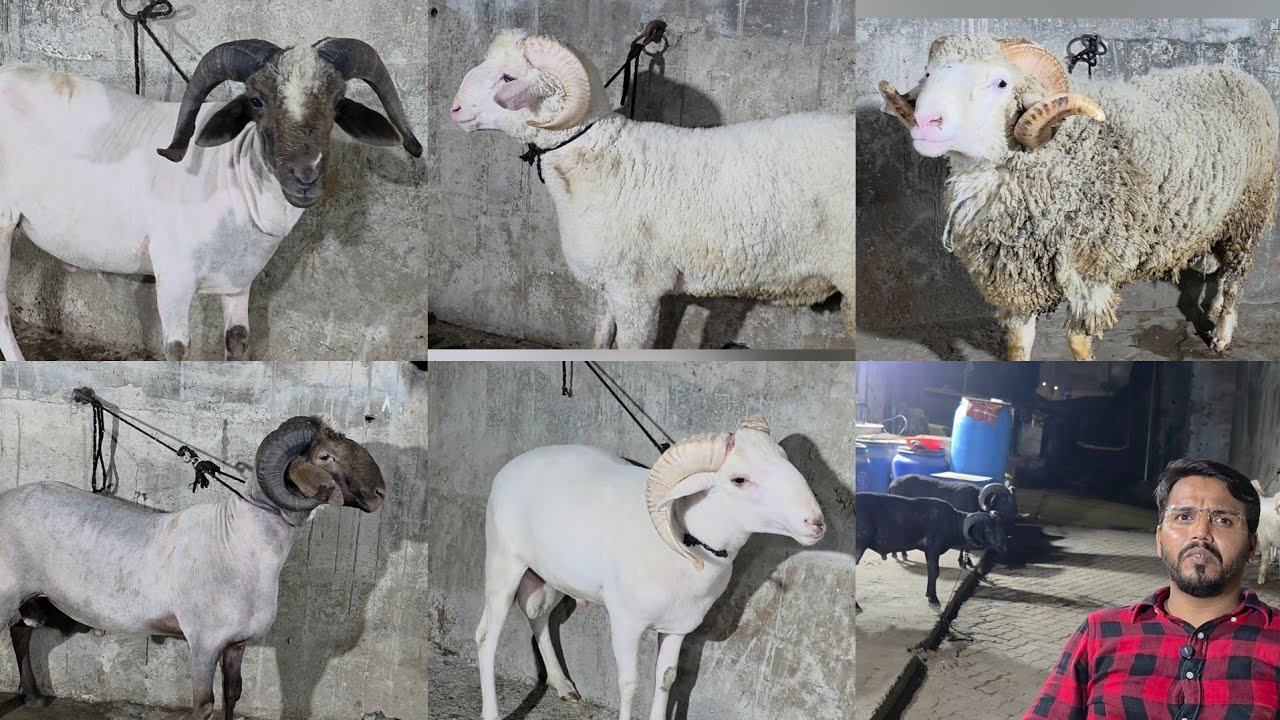 FSN Animal Goat Farm Ka Super Mendo Ka Collection | All Set Mende In One Place Kalyan Mumbai. 
