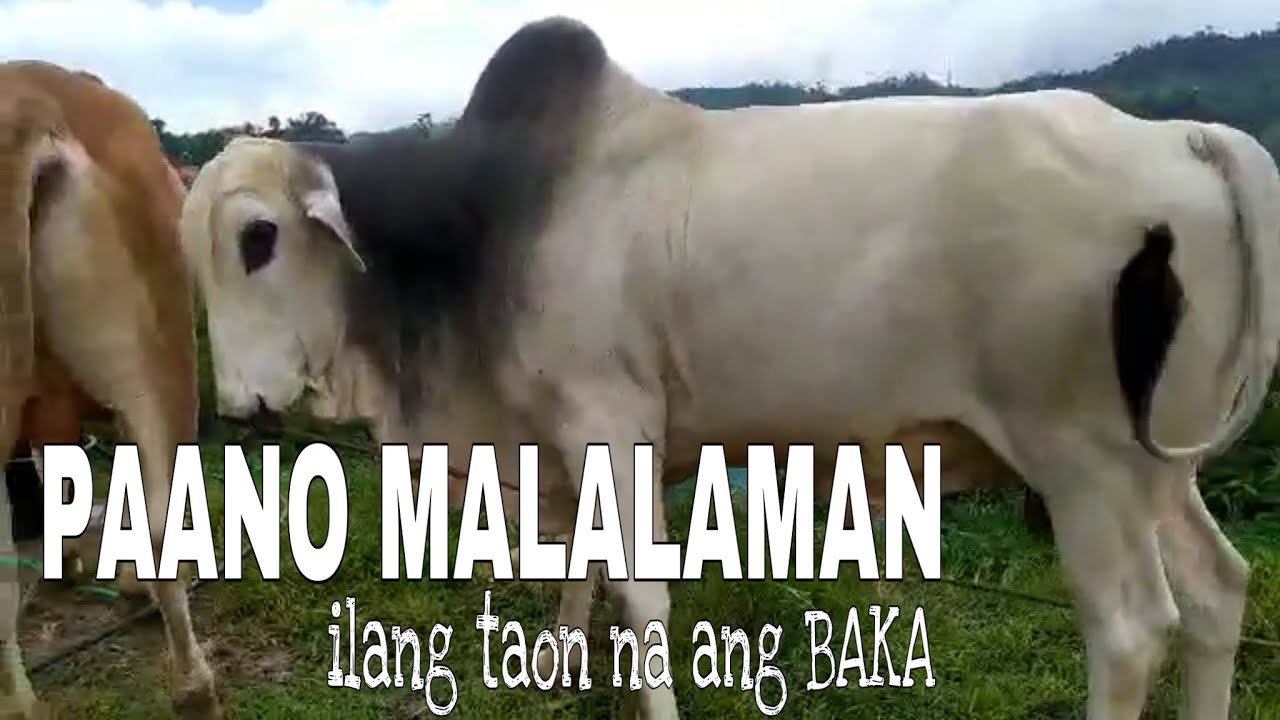 PAANO MALALAMAN KUNG ILANG TAON NA ANG BAKANG BINILI MO