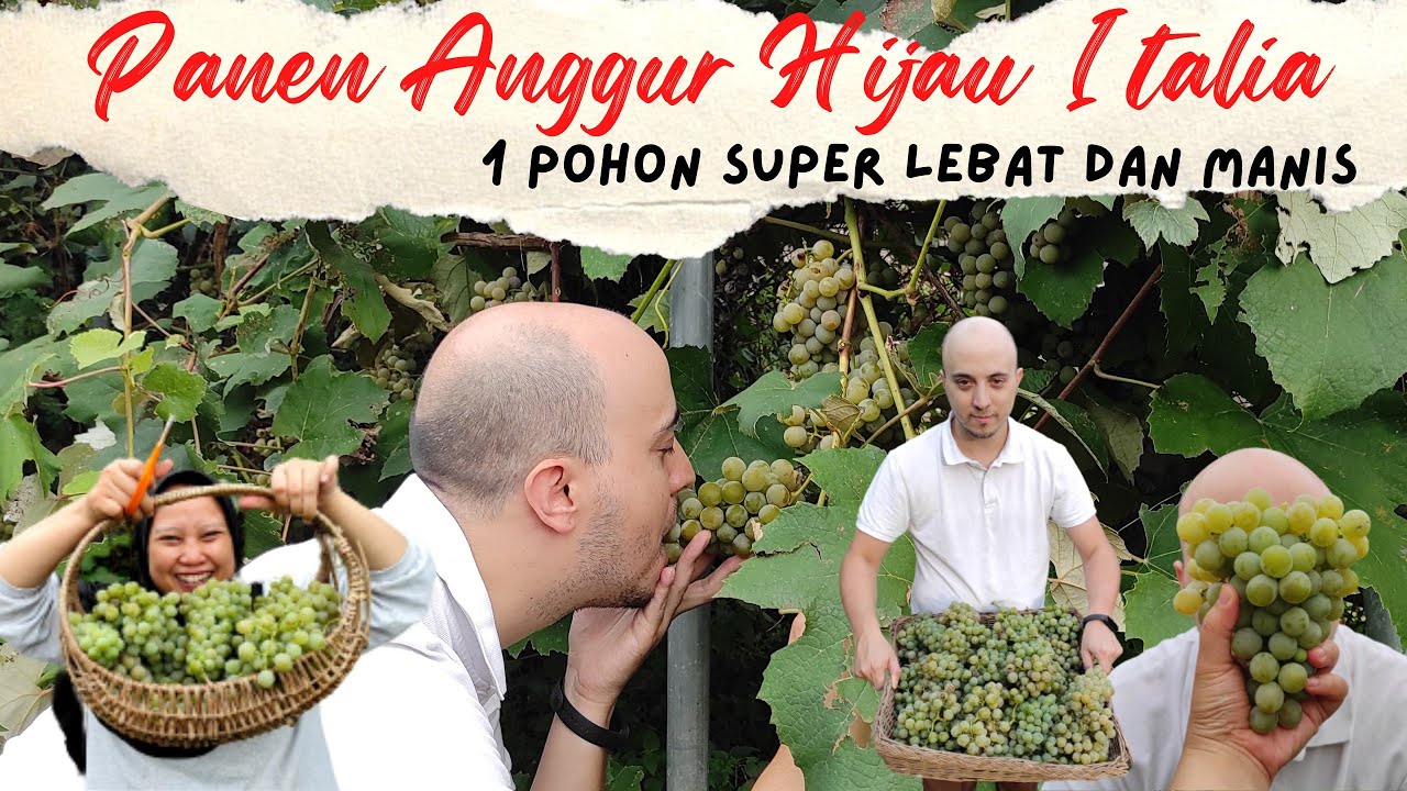 Perdana Panen Anggur Hijau 1 Pohon Super Lebat