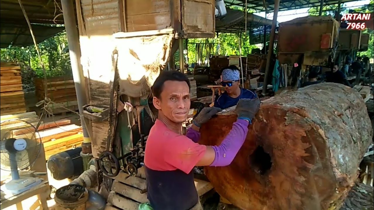KAYU BESAR BERLOBANG‼️SIMAK TERUS GAESS