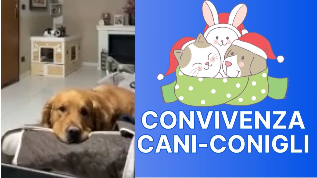 CONVIVENZA CANI con CONIGLI, è possibile? Parliamone con Noemi Parlare Coniglio