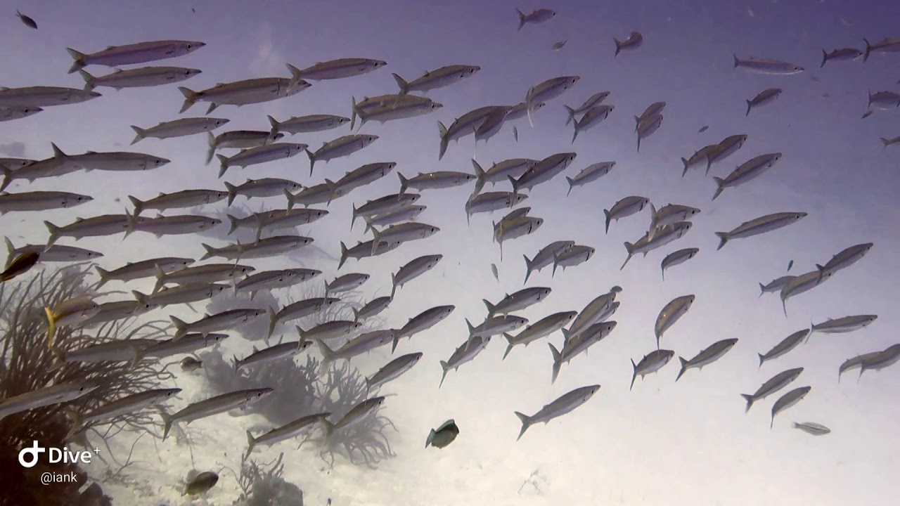 A School of Mackerel Scad