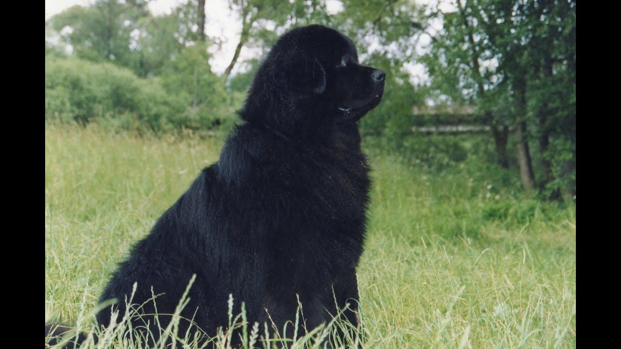 Nowofundland - historia i opis rasy (Animal Planet)