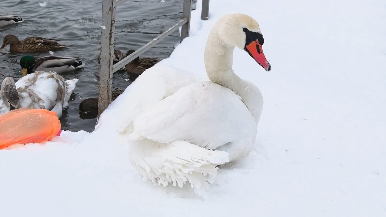 Swan in Snow: these clever swans don't want to fly to warmer climes, they get weight in winter (4K)
