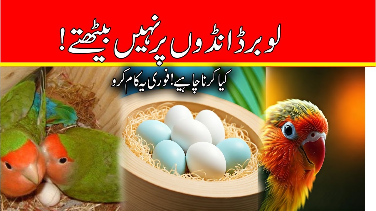 Why Lovebirds Don’t Hatch Their Eggs | Top Reasons & Easy Solutions for Egg Hatching Problems
