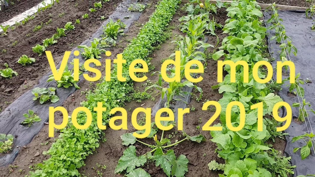 Visite de mon potager 2019