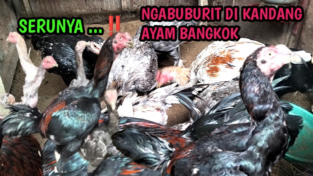 SERU‼️ NGABUBURIT DI KANDANG AYAM BANGKOK