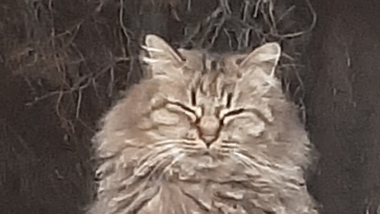 野良猫 六人衆 ご飯 ライブ配信 