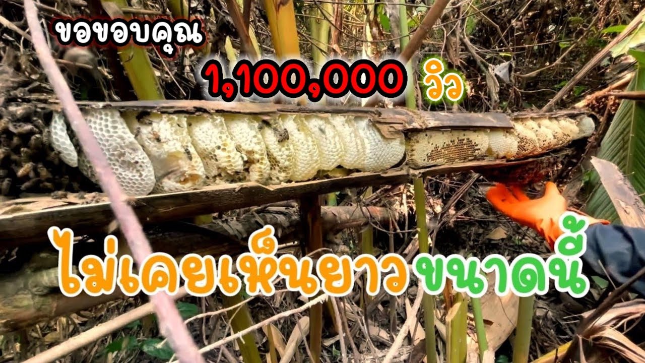 #Beat the bee in the bamboo trunk ตีผึ้งโพรง#ไม่เคยเห็นยาวขนาดนี้#