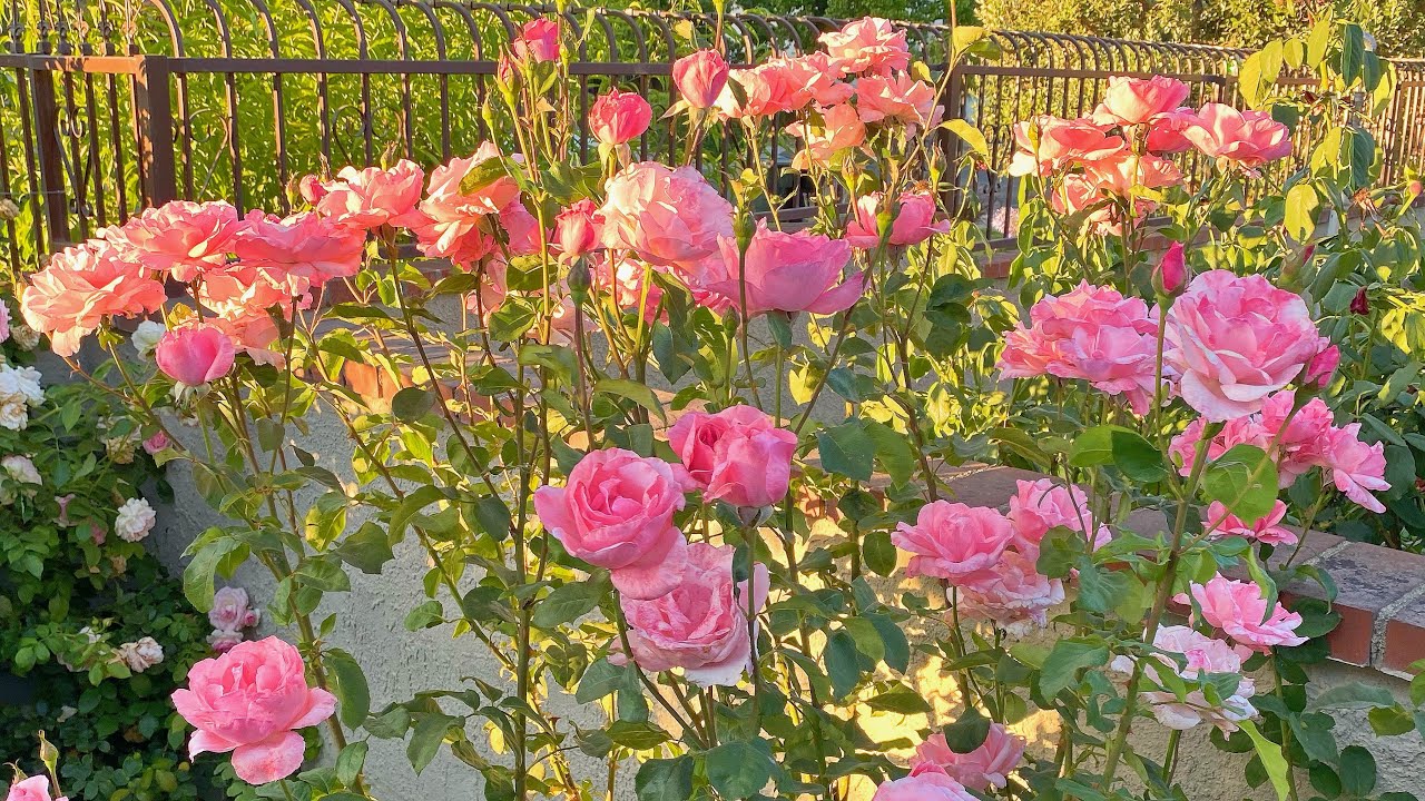 （花友问答1）月季移栽，黄叶/轻微白粉病/红蜘蛛的处理。绣球霜霉病/粉介的处理。基本养护知识。种菜也一样处理。