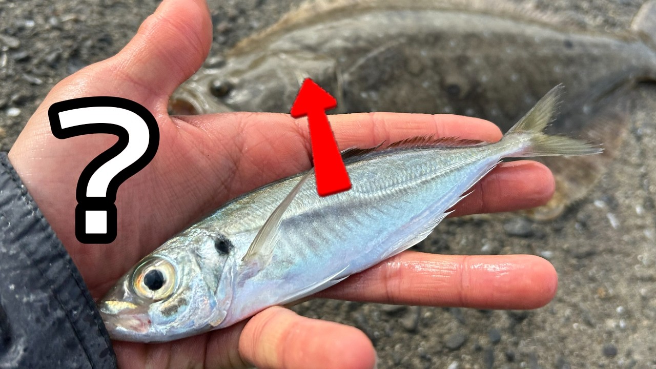 堤防からヒラメ...!? 泳がせ釣りでアジを高級魚に変える方法はこちらです。