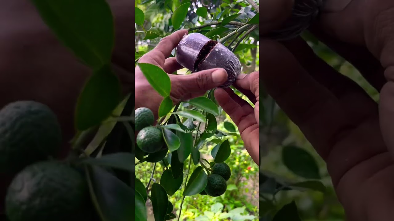 Air layering technique on orange tres #bonsai #bonsaitree #airlayering #shorts