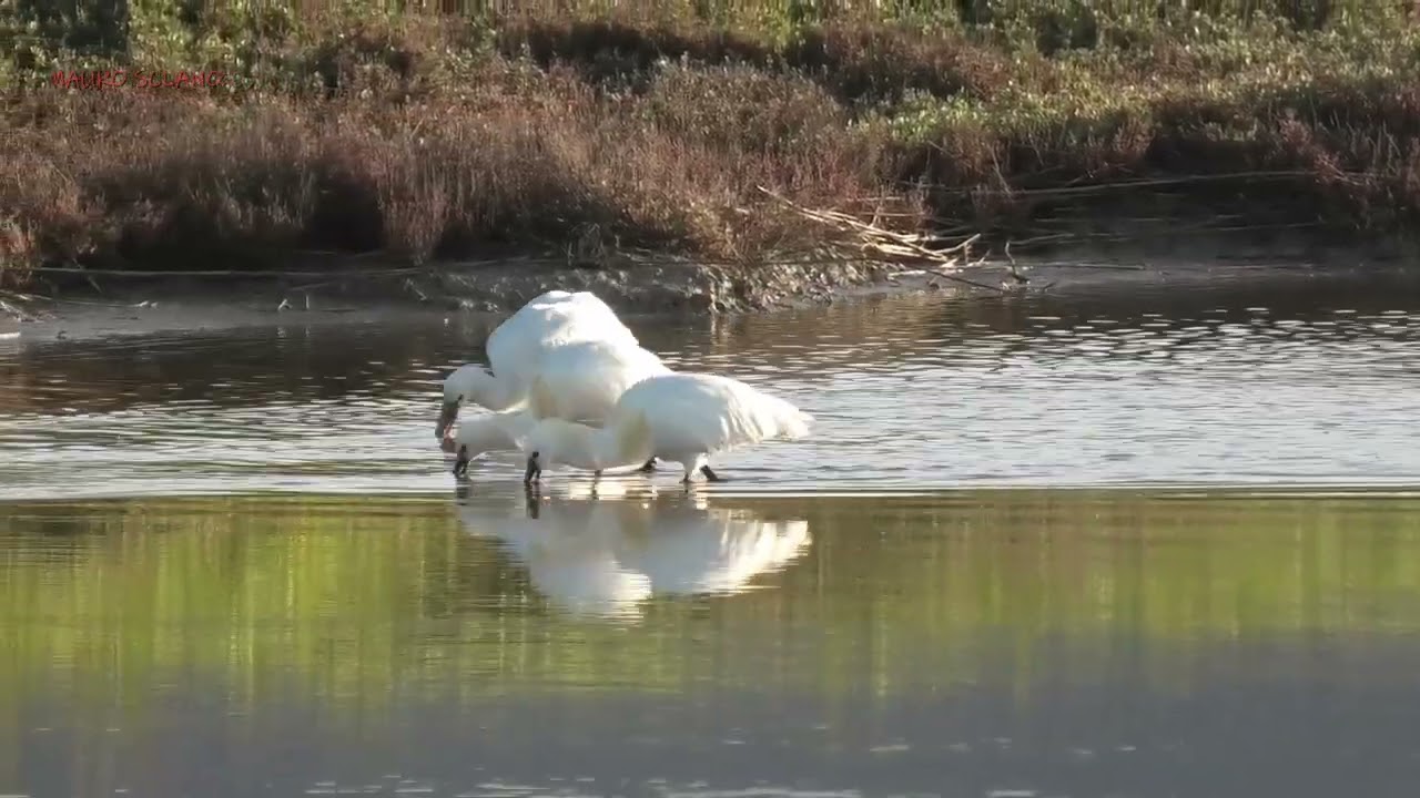 Spatole,Riserva Naturale Diaccia Botrona (Castiglione della Pescaia)