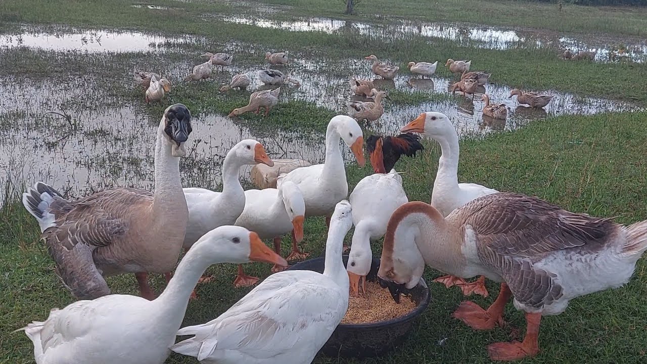 Peaceful Countryside Moments with Farm Animals. 🦢🌾