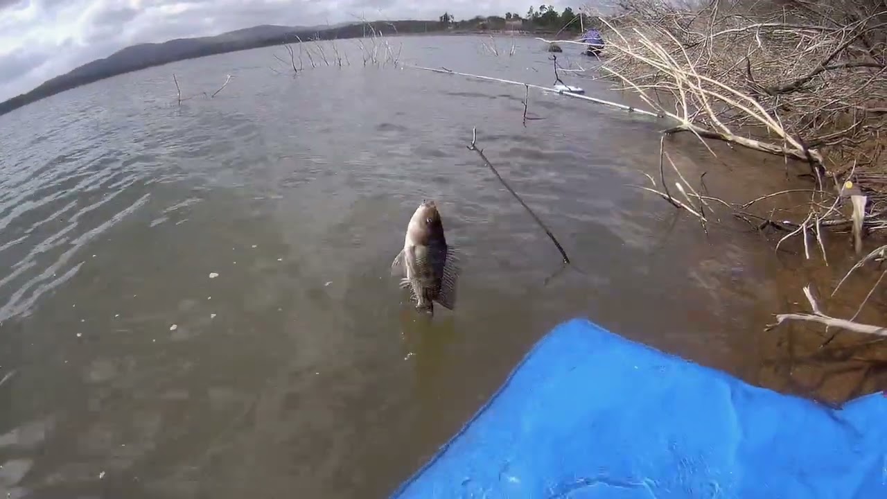 Melhores fisgadas na pescaria em tabocas pe