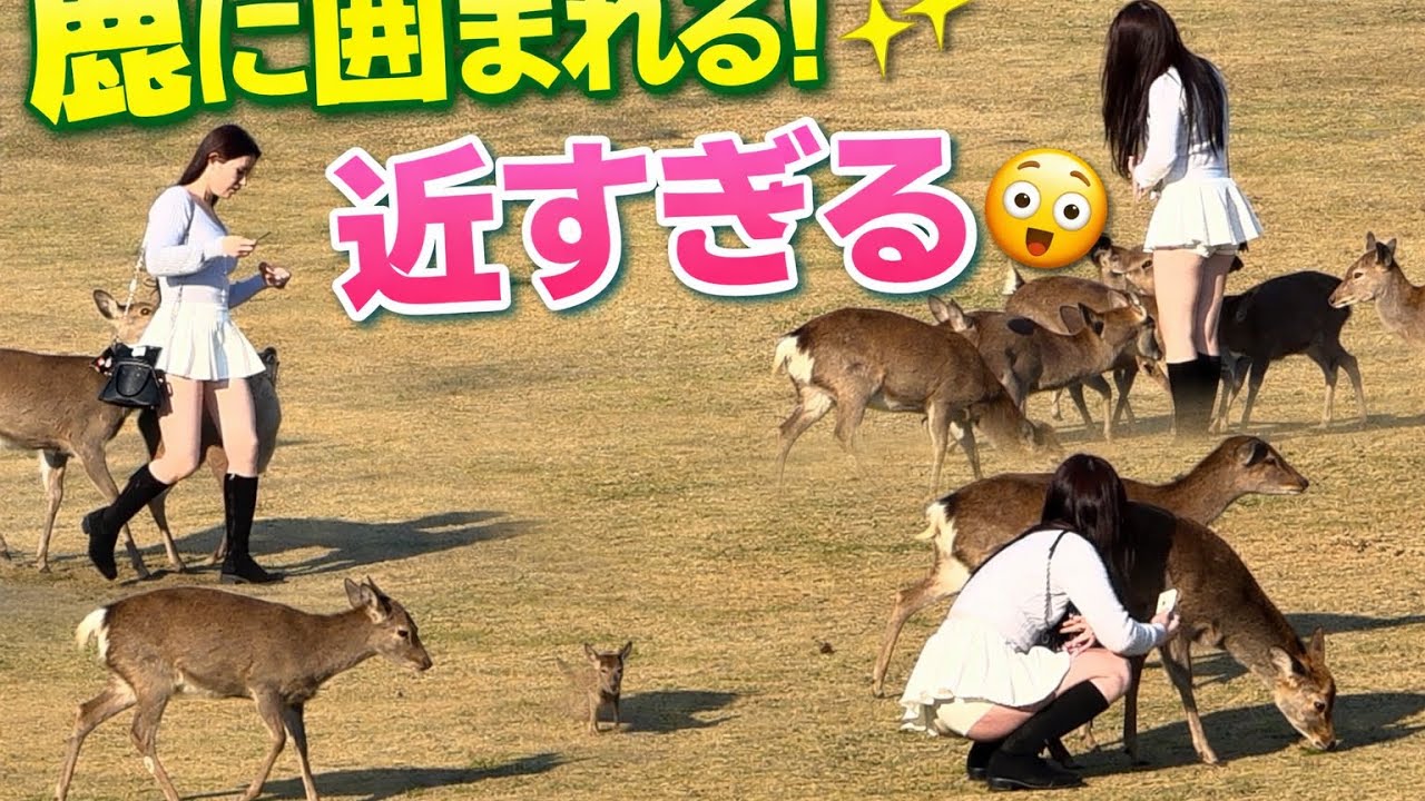 奈良公園で突然鹿に囲まれる！🦌😱 日本で有名なフレンドリーな鹿日本の有名なお辞儀をする鹿🦌 奈良公園での信じられない遭遇