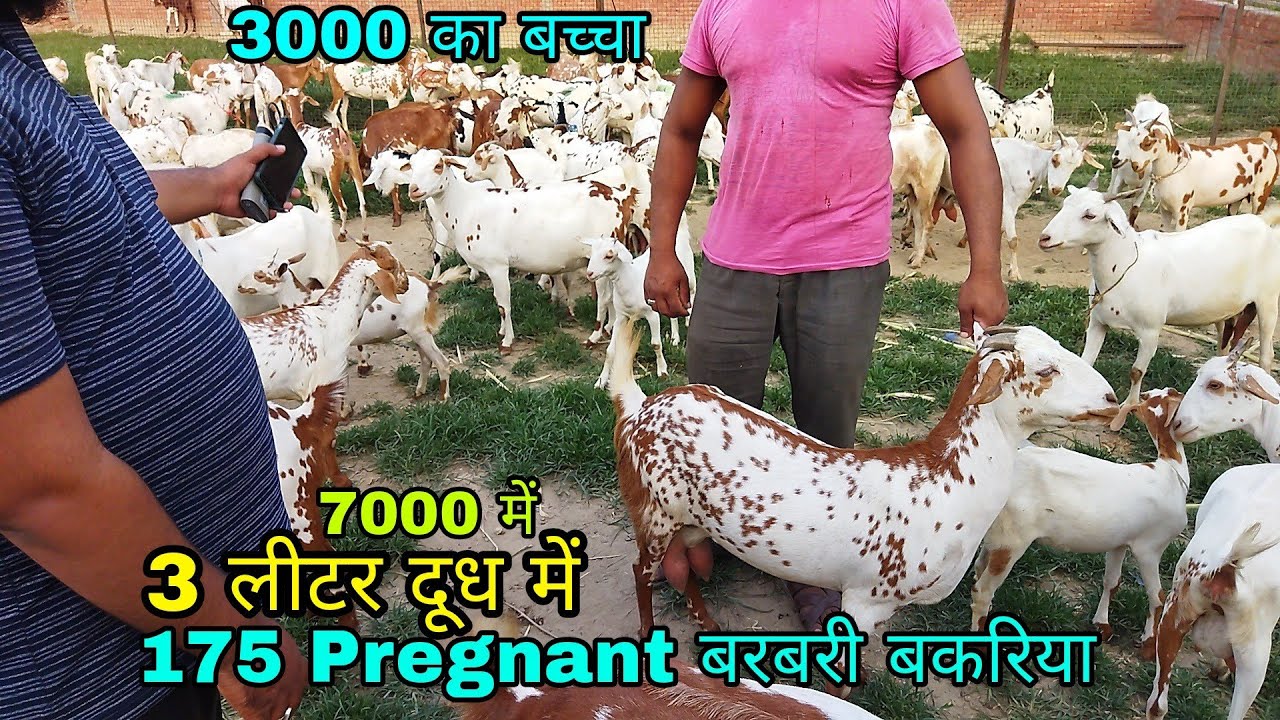 Barbari Female & kids Bareilly Agro Goat Farm Bareilly UP 8265861551