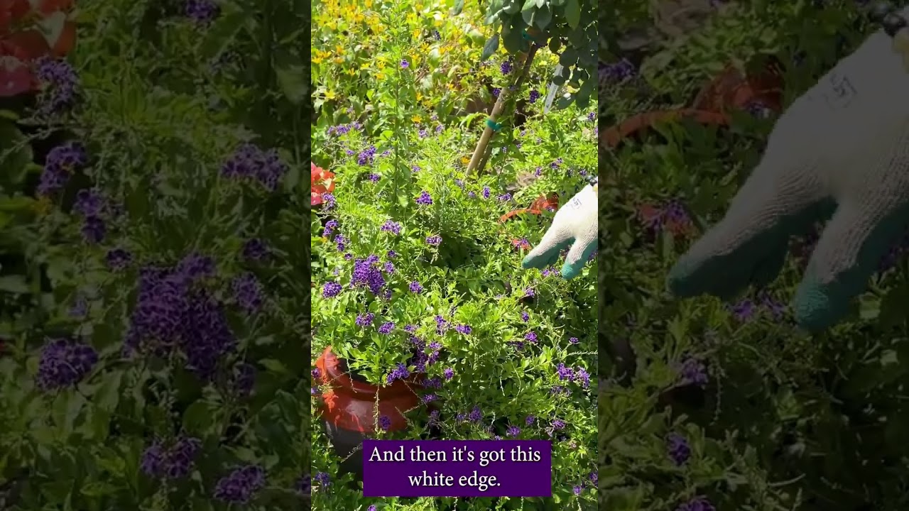 Duranta 'Sweet Memories' 🌸 The Perfect Purple Addition to Your Garden!
