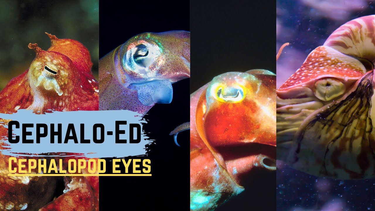 Cephalo-Ed Cephalopod eyes