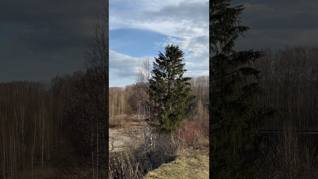 Выбрались погулять на берег пруда #воронгоша #raven #crow #animal #aboutbirds