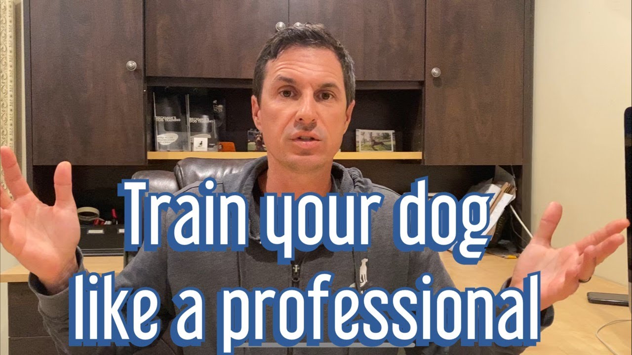 Learn pro tips to train your dog like a professional dog training