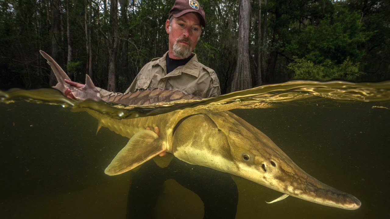 Gentle Giant - The Mystery of the Gulf Sturgeon